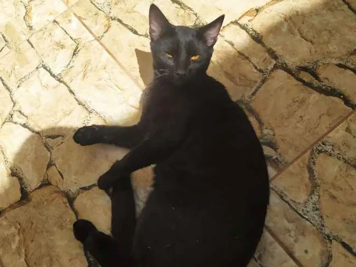 Gato ra a Srd idade 1 ano nome Chica