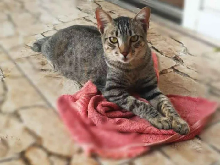 Gato ra a Srd idade 1 ano nome Binho