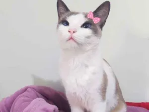 Gato raça Srd idade 1 ano nome Mia