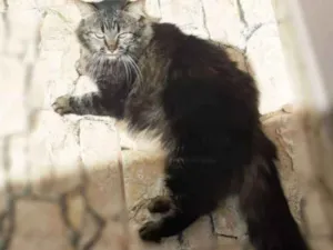 Gato raça Srd idade 1 ano nome Tigrinha
