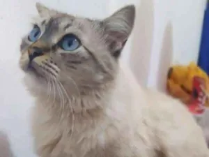 Gato raça Srd idade 2 anos nome Fiona