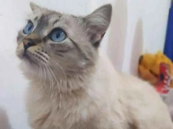 Gato ra a Srd idade 2 anos nome Fiona