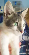 Nino