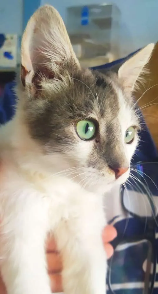 Gato ra a Srd idade 2 a 6 meses nome Nino
