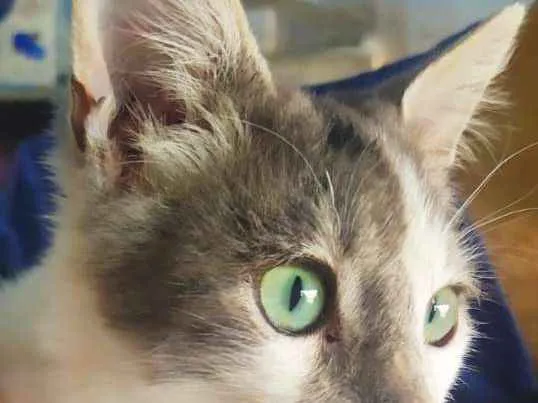 Gato ra a Srd idade 2 a 6 meses nome Nino