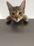 Nala