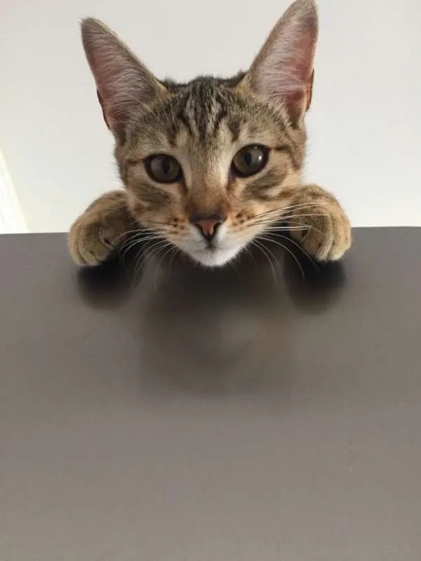 Gato raça  idade 2 a 6 meses nome Nala