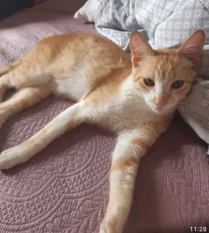 Gato ra a SRD idade 2 a 6 meses nome Paolo 