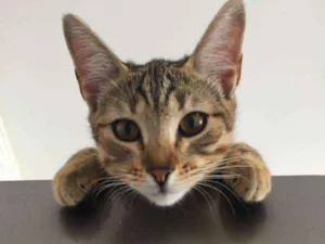 Gato raça  idade 2 a 6 meses nome Nala