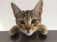Nala