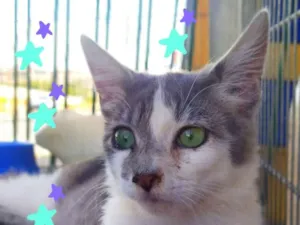 Gato raça Srd idade 2 a 6 meses nome Nino