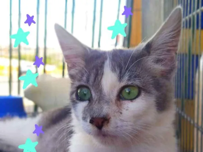 Gato ra a Srd idade 2 a 6 meses nome Nino