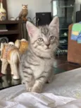 Polo e Enzo 