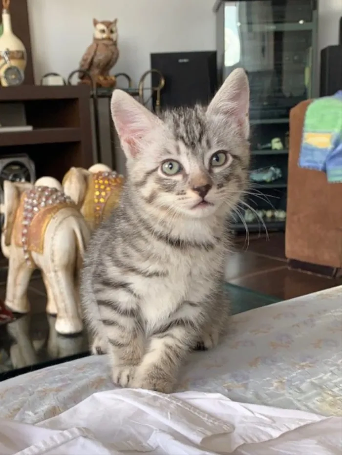 Gato ra a SRD idade 2 a 6 meses nome Polo e Enzo 