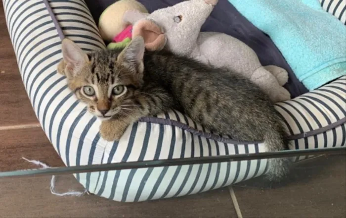 Gato ra a SRD idade 2 a 6 meses nome Polo e Enzo 