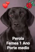 Perola