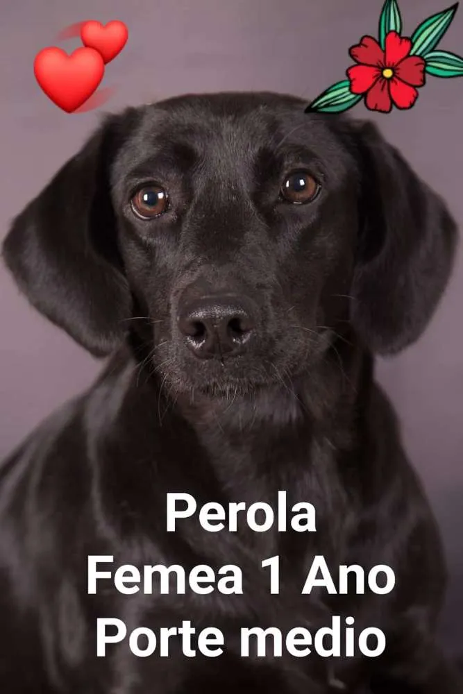 Cachorro ra a Srd idade 1 ano nome Perola