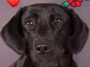 Cachorro raça Srd idade 1 ano nome Perola