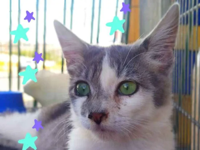 Gato ra a Srd idade 2 a 6 meses nome Nino