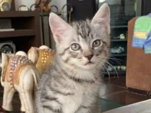 Gato raça SRD idade 2 a 6 meses nome Polo e Enzo 