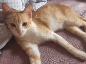Gato raça SRD idade 2 a 6 meses nome Paolo 