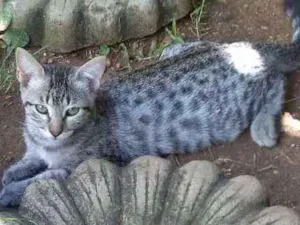 Gato raça Srd idade 2 a 6 meses nome Ritinha