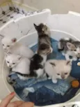Gato