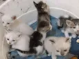 Gato