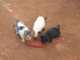 Gatinhos 