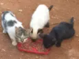 Gatinhos 