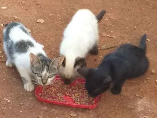 Gato ra a  idade 2 a 6 meses nome Gatinhos 