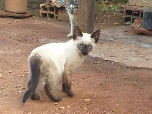 Gato ra a  idade 2 a 6 meses nome Gatinhos 