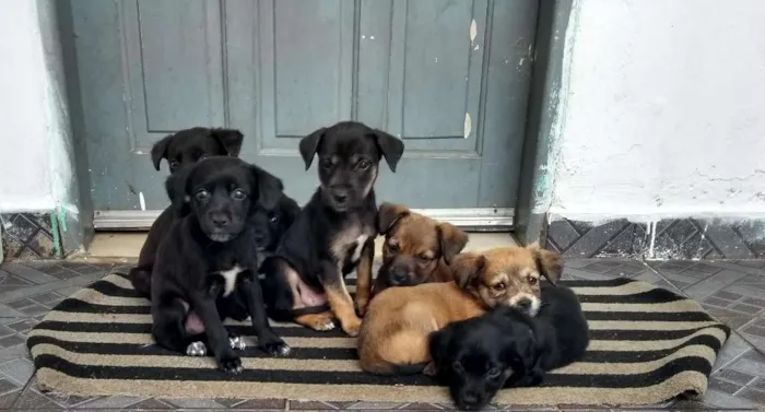 Cachorro ra a Vira-lata idade 2 a 6 meses nome Jabuti, Mel, Lobinha