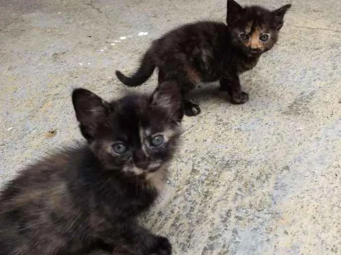 Gato raça SRD idade Abaixo de 2 meses nome MEG E MIA