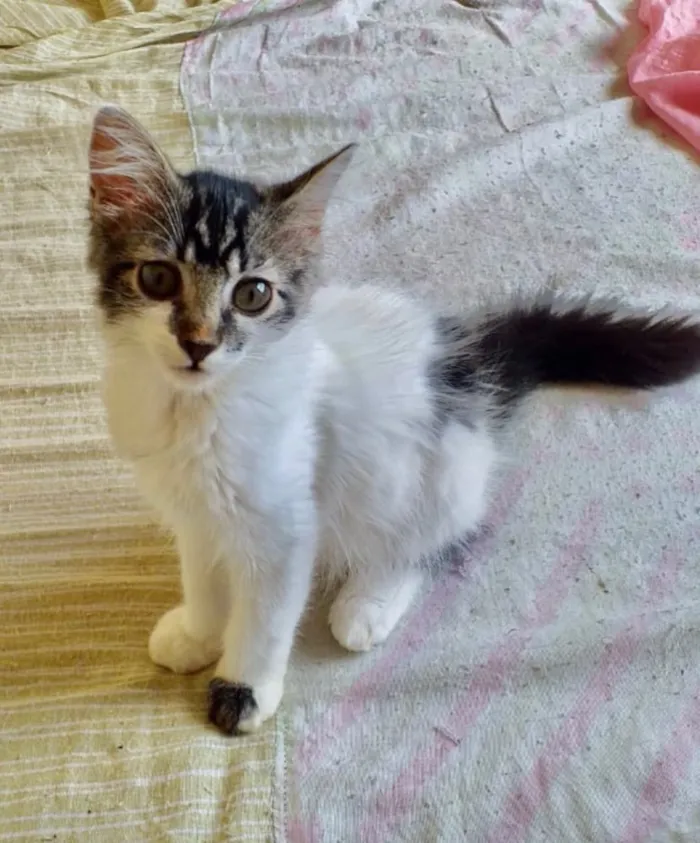 Gato ra a SRD idade 2 a 6 meses nome Nina 
