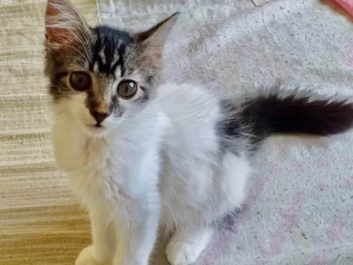 Gato ra a SRD idade 2 a 6 meses nome Nina 