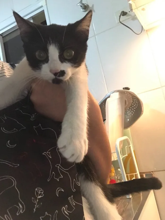 Gato ra a Srd idade 2 a 6 meses nome Minie 