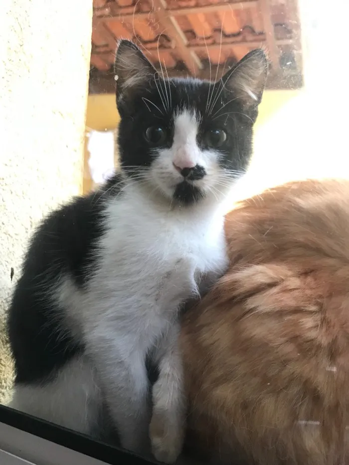 Gato ra a Srd idade 2 a 6 meses nome Minie 