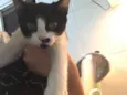 Minie 