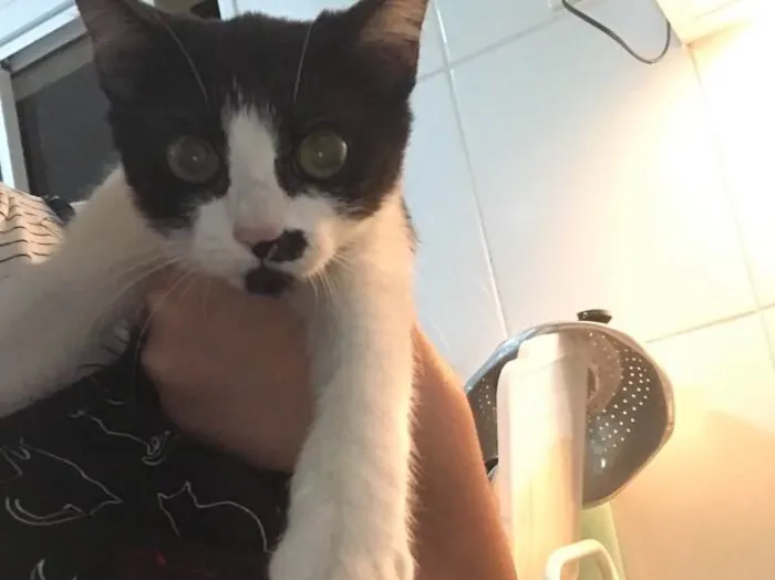 Gato ra a Srd idade 2 a 6 meses nome Minie 