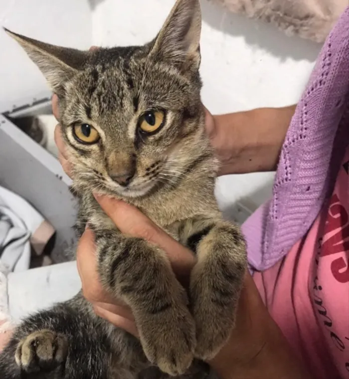 Gato ra a Não sei  idade 2 a 6 meses nome Não sei 