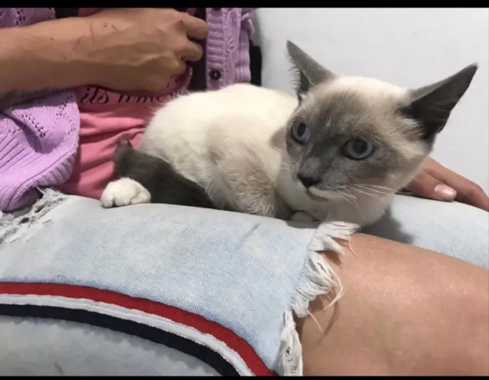Gato ra a Não sei  idade 2 a 6 meses nome Não sei 