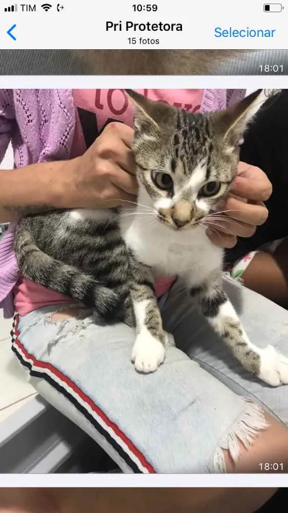 Gato ra a Não sei  idade 2 a 6 meses nome Não sei 