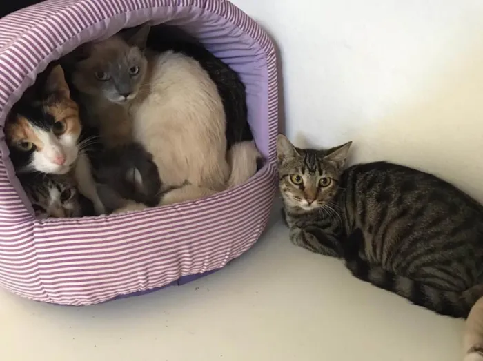 Gato ra a Não sei  idade 2 a 6 meses nome Não sei 
