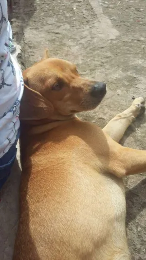 Cachorro raça Viralata idade 7 a 11 meses nome Bigode