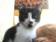 Minie 