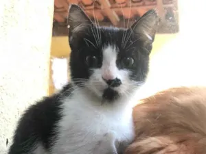 Gato raça Srd idade 2 a 6 meses nome Minie 