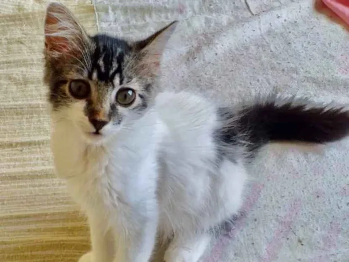 Gato ra a SRD idade 2 a 6 meses nome Nina 