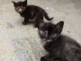 MEG E MIA