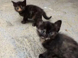 Gato raça SRD idade Abaixo de 2 meses nome MEG E MIA